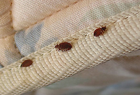 About Bed Bug Heat Removal – Buchanan Castle Golf Club